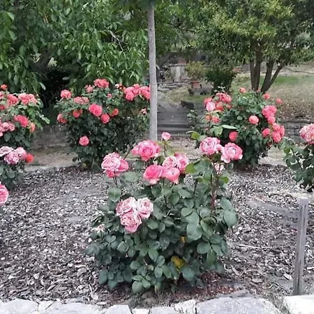 Poponi مزرعة للإقامة تودي